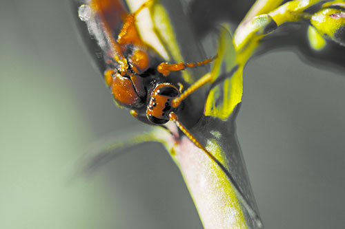 Red Wasp Crawling Down Flower Stem (Yellow Tint Photo)
