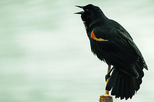 Red Winged Blackbird Singing Atop Cattail Branch (Yellow Tint)