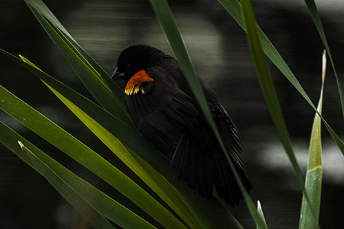Red Winged Blackbird Watching Atop Water Reed Grass (Yellow Tint Photo)