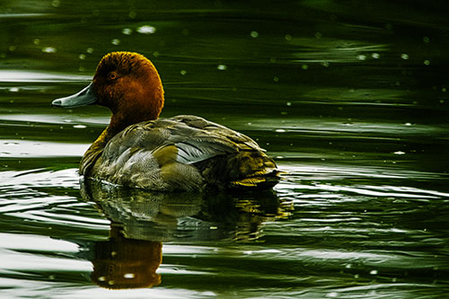 Redhead Duck Floating Atop Lake Water (Yellow Tint Photo)
