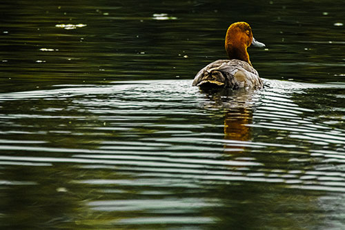Redhead Duck Swimming Across Water (Yellow Tint Photo)