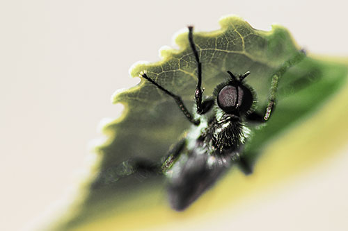 Resting March Fly Seeks Shade Beneath Leaf Petal (Yellow Tint)