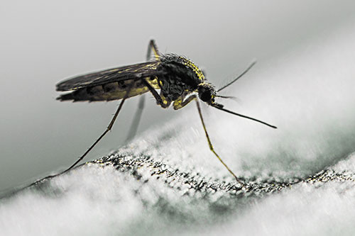 Resting Mosquito Awaits Warmth Among Sunlight (Yellow Tint)