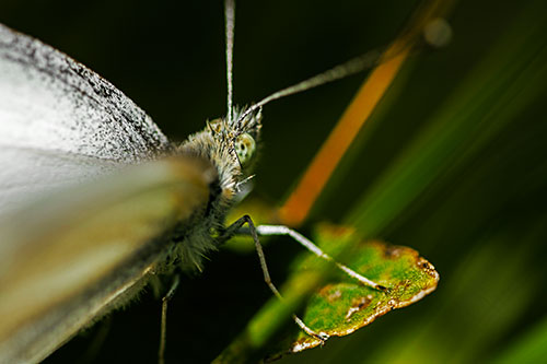 Resting Wood White Butterfly Perched Atop Leaf (Yellow Tint Photo)