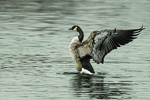 Rising Canadian Goose Spreading Wings Among Lake Top (Yellow Tint)