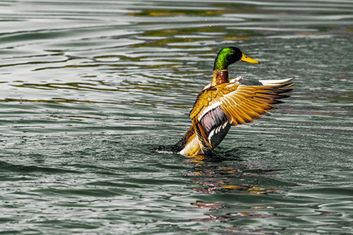 Rising Mallard Duck Flapping Wings Among Rippling Water (Yellow Tint)