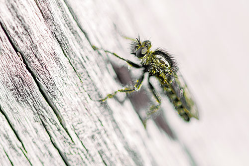 Robber Fly Perched Along Sloping Tree Stump (Yellow Tint Photo)