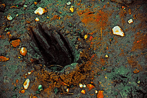 Rocks Surround Deep Mud Paw Footprint (Yellow Tint Photo)