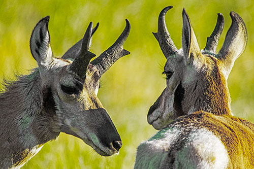 Romantic Pronghorn Couple Get Close (Yellow Tint)