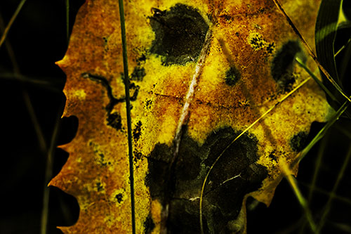 Rot Screaming Leaf Face Among Grass Blades (Yellow Tint Photo)