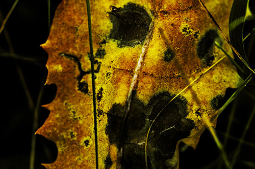 Rot Screaming Leaf Face Among Grass Blades (Yellow Tint)