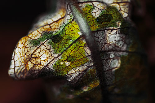 Rotting Veined Leaf Stem Face (Yellow Tint Photo)