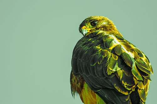 Rough Legged Hawk Glancing Backwards (Yellow Tint Photo)