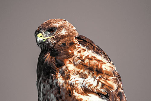 Rough Legged Hawk Keeping An Eye Out (Yellow Tint Photo)