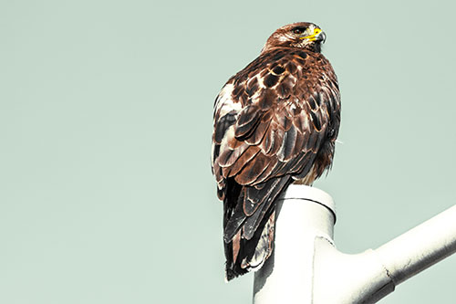 Rough Legged Hawk Occupies Light Pole Top (Yellow Tint Photo)