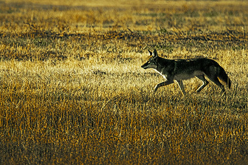 Running Coyote Hunting Among Grass Prairie (Yellow Tint Photo)