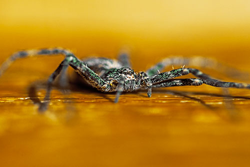 Running Crab Spider Resting Among Bench (Yellow Tint)