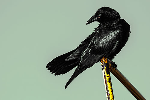 Rusted Rail Raven Keeping Watch (Yellow Tint)