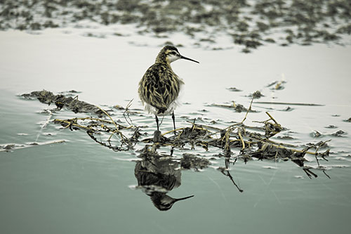Sandpiper Bird Perched On Floating Lake Stick (Yellow Tint Photo)