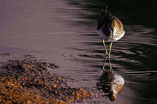 Sandpiper Watching Water Rippling Among Shoreline (Yellow Tint)