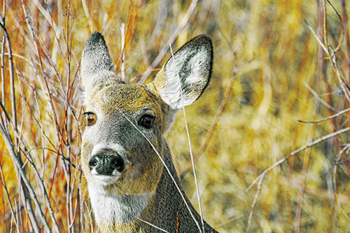 Scared White Tailed Deer Among Branches (Yellow Tint)