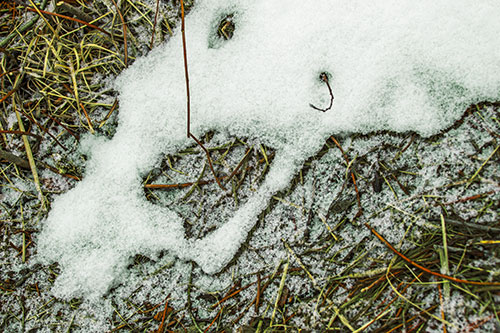 Screaming Stick Eyed Snow Face Among Grass (Yellow Tint Photo)