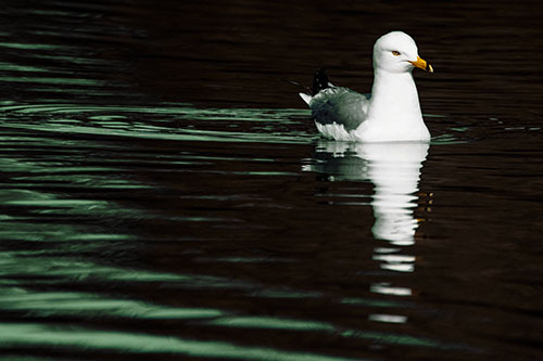 Seagull Floating Among Illuminated Rippling Water (Yellow Tint)