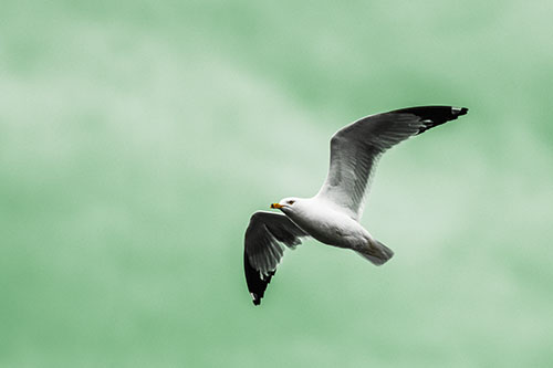 Seagull Flying Among Cloudy Overcast Sky (Yellow Tint)
