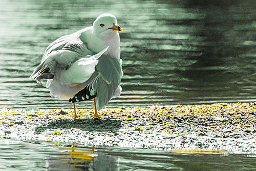 Seagull Grooming Itself Among Lake Shore (Yellow Tint)