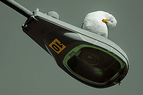 Seagull Grooming Self Atop Street Light Pole (Yellow Tint)