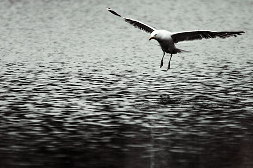 Seagull Landing On Lake Water (Yellow Tint Photo)