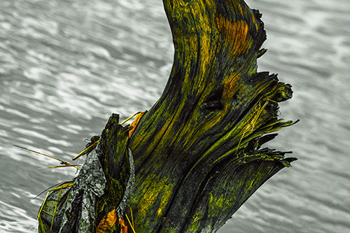 Seasick Faced Tree Log Among Flowing River (Yellow Tint Photo)
