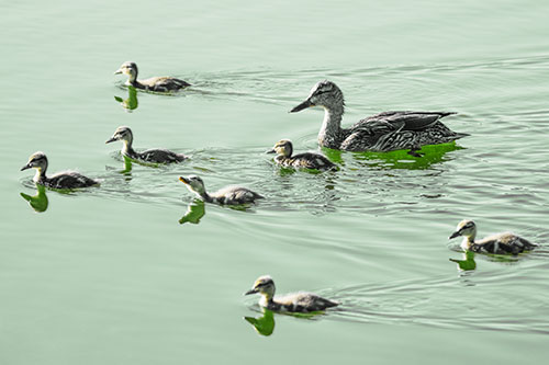 Seven Mallard Ducklings Swimming With Mother (Yellow Tint)