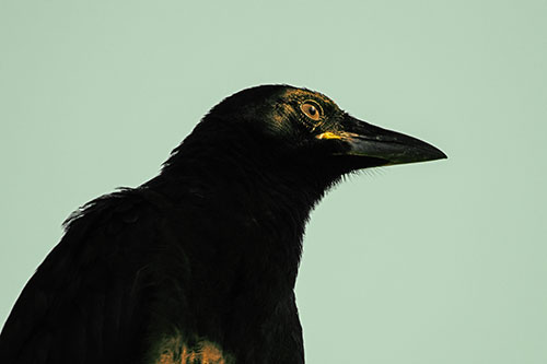 Shaded Crow Gazing Towards Sunlight (Yellow Tint)