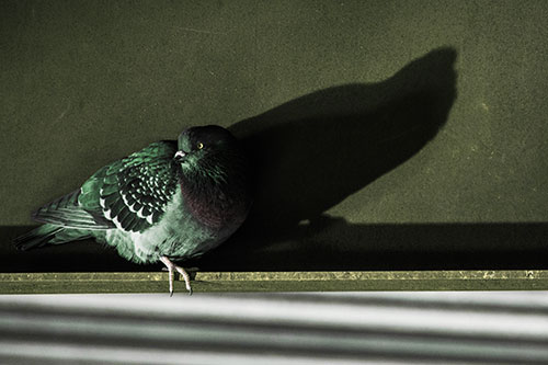 Shadow Casting Pigeon Looking Towards Light (Yellow Tint)