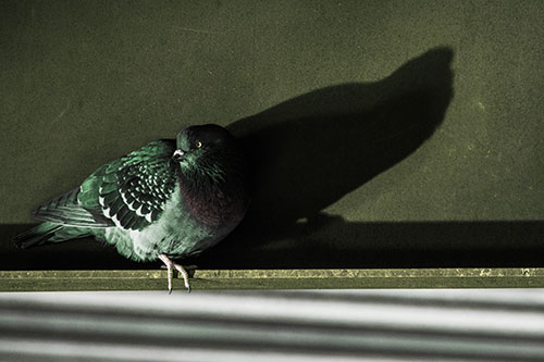 Shadow Casting Pigeon Looking Towards Light (Yellow Tint Photo)