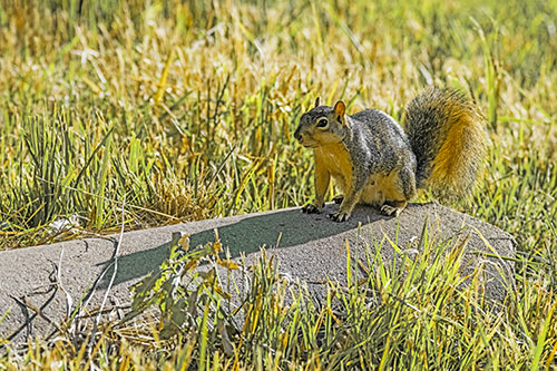 Shadow Casting Squirrel Sitting Atop Concrete Drain (Yellow Tint)