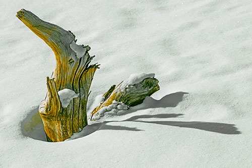 Shadow Casting Tree Trunk Waving Among Snow (Yellow Tint)