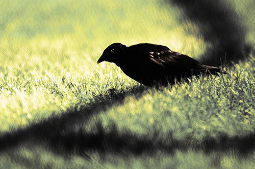 Shadow Standing Grackle Bird Leaning Forward On Grass (Yellow Tint Photo)