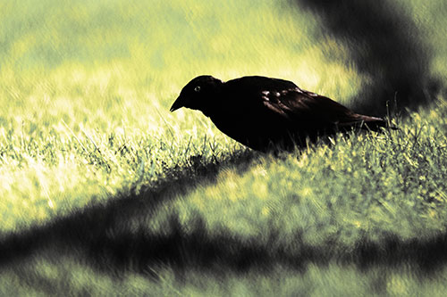 Shadow Standing Grackle Bird Leaning Forward On Grass (Yellow Tint)