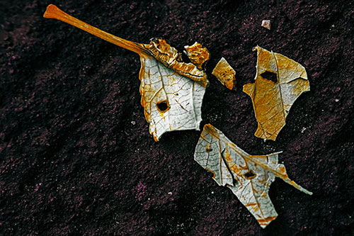 Shattered Leaf Face Separating Atop Pavement (Yellow Tint)