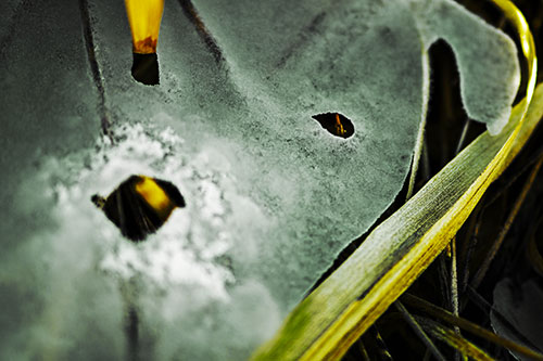 Shocked Peeling Grass Eyed Ice Face (Yellow Tint Photo)