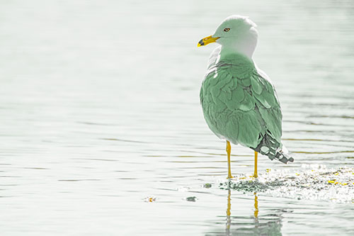 Shore Standing Seagull Watches Across Lake (Yellow Tint)