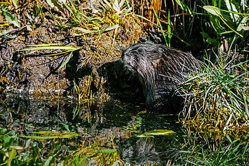 Shy Muskrat Sits Among Shallow Stream (Yellow Tint)
