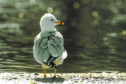 Sideways Glancing Seagull Observing Lake Surroundings (Yellow Tint)