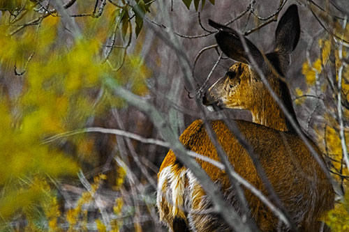 Sideways Glancing White Tailed Deer Beyond Tree Branches (Yellow Tint Photo)
