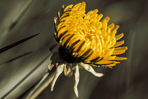 Sideways Taraxacum Flower Blooming Towards Light (Yellow Tint Photo)