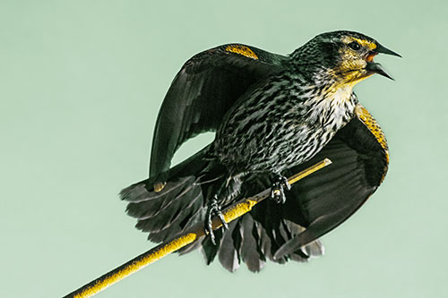 Singing Female Red Winged Blackbird Gripping Broken Cattail (Yellow Tint)