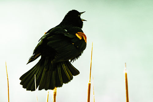 Singing Red Winged Blackbird Atop Cattail Branch (Yellow Tint Photo)