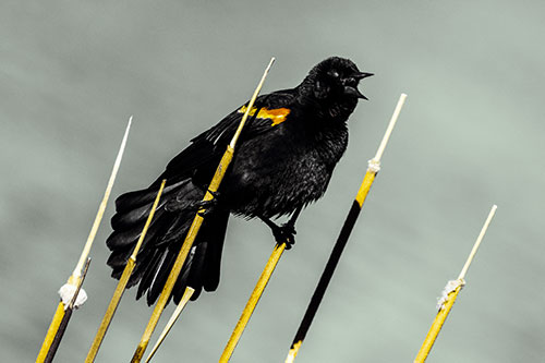 Singing Red Winged Blackbird Gripping Ahold Between Leaning Cattail Branches (Yellow Tint)